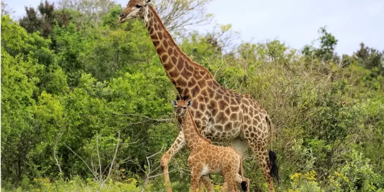 Giraffe kills toddler in South Africa game park