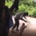 Child Rights International places ¢10k bounty on head of man flogging toddler in viral video