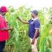 NSS projects bumper harvest of crops