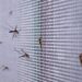 Malaria deaths stabilise amid concerns about treatment - WHO