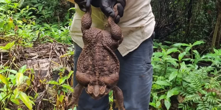 Australia's 'Toadzilla': Record-breaking cane toad found in Queensland