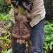 Australia's 'Toadzilla': Record-breaking cane toad found in Queensland