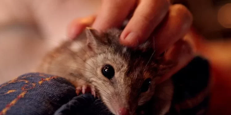 Sex and no sleep may be killing endangered quolls