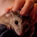 Sex and no sleep may be killing endangered quolls