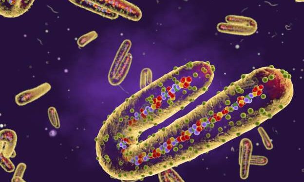 Equatorial Guinea confirms Marburg virus outbreak