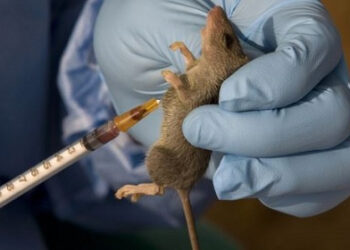 GHS records 12 additional cases of Lassa Fever in Ghana