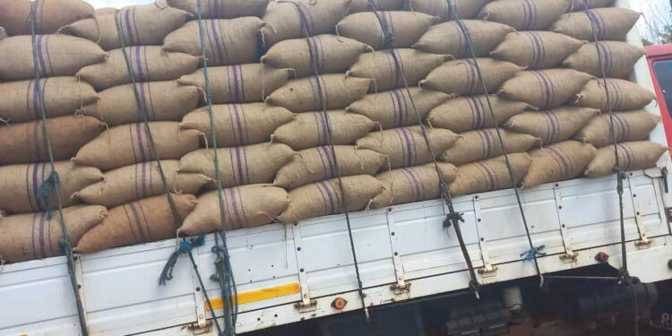 COCOBOD intercepts over 1,500 bags of cocoa being smuggled
