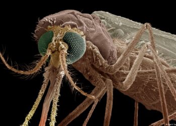 Ghana confirms invasion of dangerous new mosquito breed