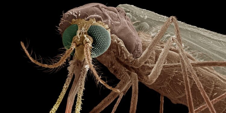 Ghana confirms invasion of dangerous new mosquito breed