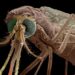 Ghana confirms invasion of dangerous new mosquito breed