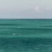 Forty-one bodies found at sea after migrant deaths