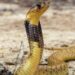 Pilot praised for safe landing after cobra scare mid-air
