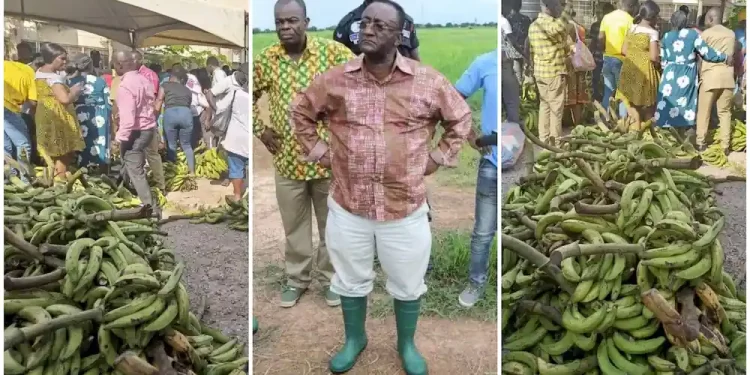 The youth need jobs, agric sector holds the key – Dr. Afriyie Akoto