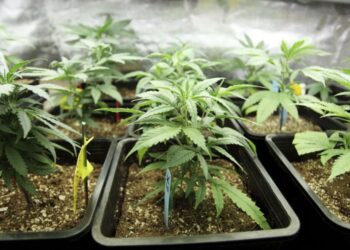 Supreme Court dismisses review application against cultivation of ‘wee’