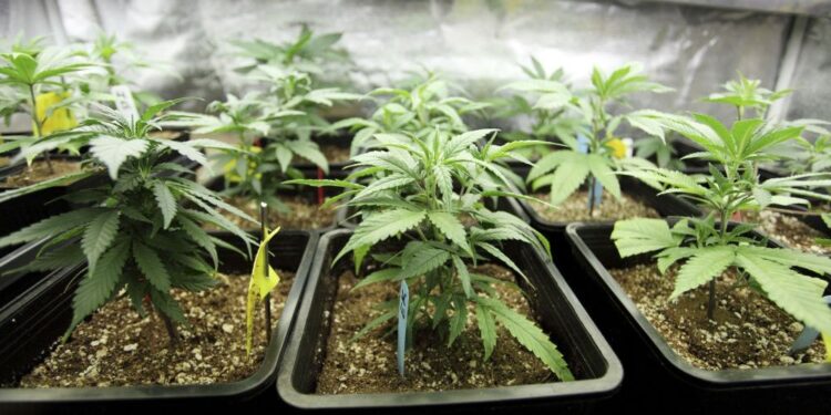 Supreme Court dismisses review application against cultivation of ‘wee’