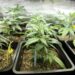 Supreme Court dismisses review application against cultivation of ‘wee’