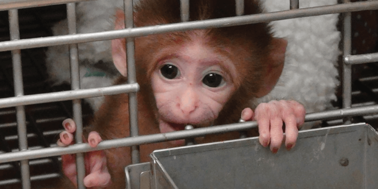 Global network of sadistic monkey torture exposed
