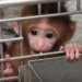Global network of sadistic monkey torture exposed