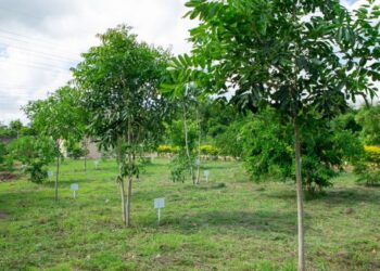 Green Ghana Day, Get involved and Benefit