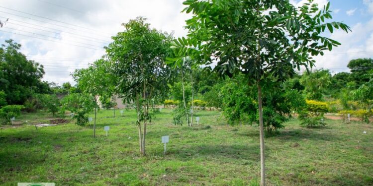 Green Ghana Day, Get involved and Benefit