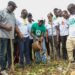 Green Ghana Day: UCC plants about 122,000 plant species