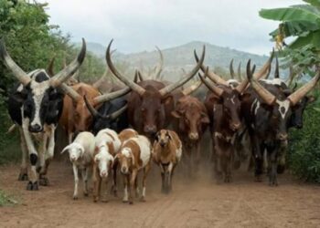 Anthrax Outbreak: Desist from consuming animals that have not been inspected - Dr Kumah