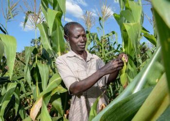 Ghana needs a long term plan for its Agricultural Sector – Prof Hagan, UCC
