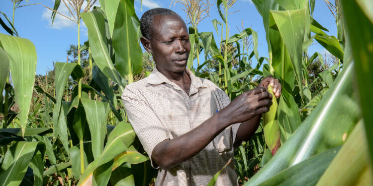 Ghana needs a long term plan for its Agricultural Sector – Prof Hagan, UCC