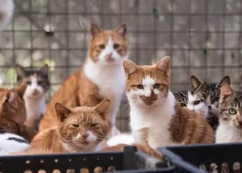 Cats rescued from slaughter for meat in China