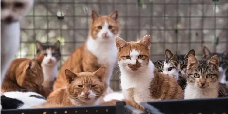 Cats rescued from slaughter for meat in China