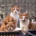 Cats rescued from slaughter for meat in China