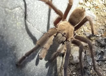 Tarantula causes vehicle crash in Death Valley