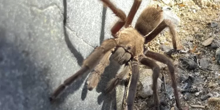 Tarantula causes vehicle crash in Death Valley