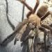 Tarantula causes vehicle crash in Death Valley