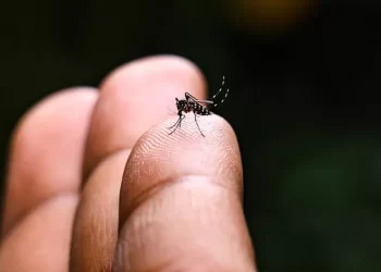 Chikungunya vaccine: US approves first shot against mosquito-borne virus