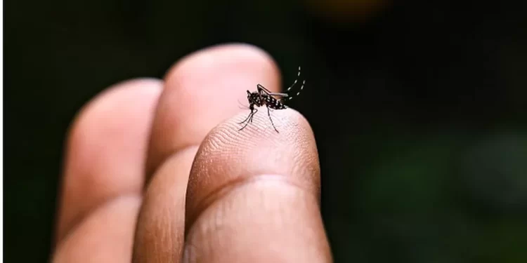 Chikungunya vaccine: US approves first shot against mosquito-borne virus