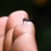 Chikungunya vaccine: US approves first shot against mosquito-borne virus