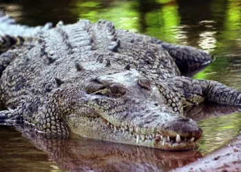 Farmer survives crocodile attack by biting back