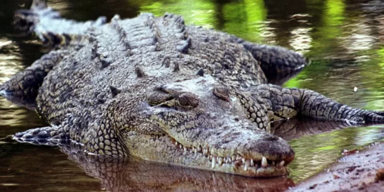 Farmer survives crocodile attack by biting back