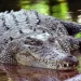 Farmer survives crocodile attack by biting back