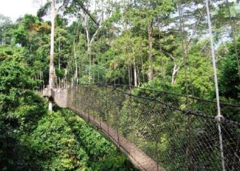Kakum National Park: Pressure groups to begin prayer protest against mining in Ghana's forest reserves
