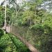 Kakum National Park: Pressure groups to begin prayer protest against mining in Ghana's forest reserves