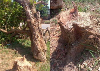 Historical cola tree planted by Okomfo Anokye pulled down