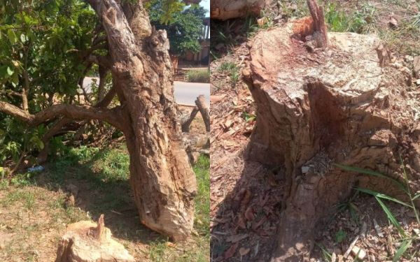 Historical cola tree planted by Okomfo Anokye pulled down