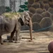 World's 'saddest' elephant dies in Philippines zoo