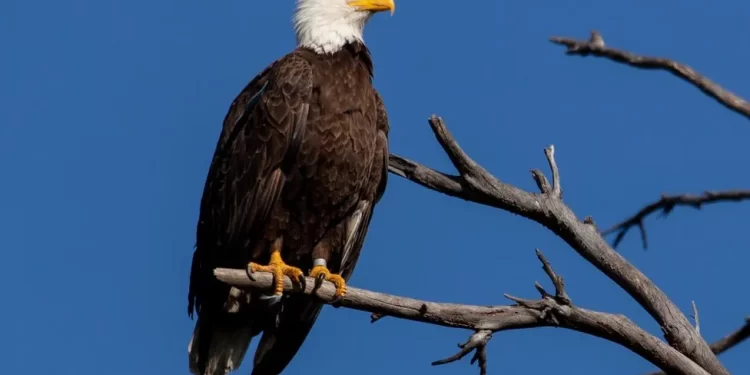 Men accused of killing 3,600 birds including eagles