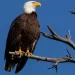 Men accused of killing 3,600 birds including eagles