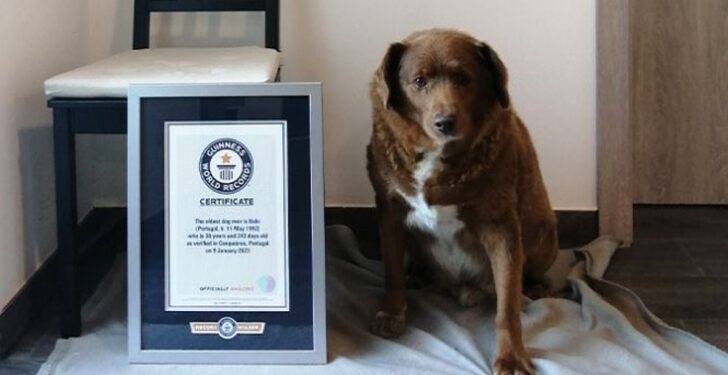 Guinness World Records suspends Portuguese dog's 'Oldest Dog Ever' title amidst age controversy