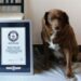 Guinness World Records suspends Portuguese dog's 'Oldest Dog Ever' title amidst age controversy