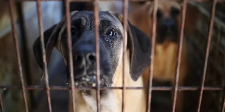 South Korea passes law banning dog meat trade